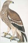 Golden Eagle, Aquilla imperialis. Female.