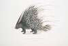 Indian Crested Porcupine, Histrix cristata.