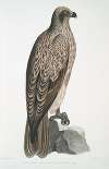 Lined Fishing Eagle, Haliætus lineatus.