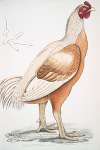 Malabar Cock, Gallus gigantea. Natural size.