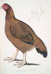 Malabar Hen, Gallus giganteus. Common in Doab.