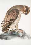 Shielded Legged Horned Owl, Strix Hardwickii. Natural Size.