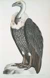 White-backed Vulture, Vultur leuconota.