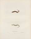 Salamandra erythronota
