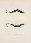Salamandra granulata