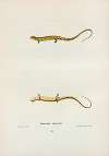 Salamandra longicauda