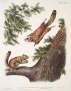 1. Pteromys sabrinus, Severn River Flying Squirrel; 2. Pteromys alpinus, Rocky Mountain Squirrel.