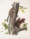 1. Sciurus Fremonsii, Fremont’s Squirrel. Natural size; 2. Sciurus fuliginosus, Sooty Squirrel. Natural size.