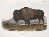 Bos Americanus, American Bison, or Buffalo. Male.