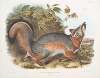Canis (Vulpes) Virginianus, Grey Fox