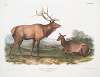 Cervus Canadensis, American Elk, Wapiti Deer. Male and Female