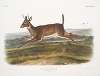 Cervus leucurus, Long-tailed Deer. Male.