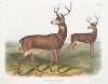 Cervus Richardsonii, Columbian Black-tailed Deer. Male.