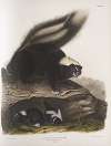 Mephitis Americana, Common American Skunk. Natural size. Female.