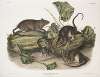 Mus decumanus, Brown, or Norway Rat. Natural size. Male, female & young.
