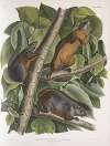 Sciurus feruginiventris, Red-bellied Squirrel. Natural size. Male, female and young.