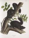Sciurus niger, Black Squirrel. Natural size. 1. Male, 2. Female.