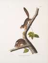Sciurus Richardsonii, Richardson’s Columbian Squirrel. Natural size. Male & Female.