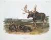 Servus alces, Moose Deer. Old male & young.