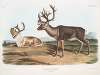 Tarandus furcifer, Caribou, or American Rein Deer. Males. 1. Summer pelage, 2. Winter pelage.