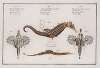 1. 2. Pegasus Draconis, The Sea Dragon; 3. Syngnathus Hippocampus, The Sea-Horse;