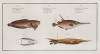 1. Centriscus Scolopax, The Snipe-Fish; 2. Centriscus Scutatus, The Knife Fish;