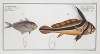 1. Eques americanus, The Ribban-Fish; 2. Scomber Kleinii, Klein’s Mackrel.