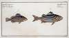 1. Holocentrus Servus, The Slave-fish; 2. Holocentrus quadrilineatus, The four-striped Holocentre.