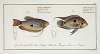 1. Labrus punctatus, The punctulated Wrasse; 2. Labrus trichonterus, The hair-finned Wrasse.