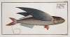 Exocoetus evolans, The Flying-Fish.