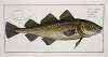 Gadus Morhua, The Cod Fish.