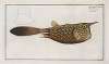 Ostracion Cornutus, The Horn-fish.