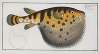 Tetrodon Lagocephalus, The Starry Globe-fish.