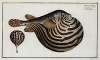 Tetrodon leneatus, The Striped Globe.
