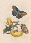 Dissertation sur la generation et les transformations des insectes de Surinam Pl.05