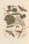 Dissertation sur la generation et les transformations des insectes de Surinam Pl.37
