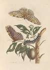 Dissertation sur la generation et les transformations des insectes de Surinam Pl.42