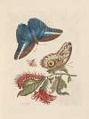 Dissertation sur la generation et les transformations des insectes de Surinam Pl.48