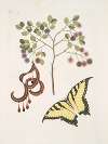 Acacia foliis amplioribus; Papilio diurna, prima, omnium maxima.