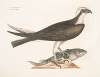 Accipiter Piscatorius, The Fishing Hawk.