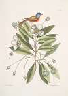 Althea [Alcea] Floridana, The Loblolly-Bay; Avis Tricolor, The Painted Finch.