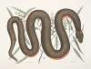 An Recinoides &c., The Ilathera Bark; Anguis &c.; The Copper-belly Snake.