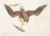 Aquila capite Albo, The White headed Eagle; The Size of the Eagle head.