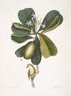 Arbor Jasmini floribus, The Seven Years Apple; Parus Bahamensis, The Bahama Titmous.