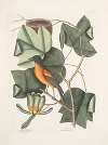 Arbor Tulipifera, The Tulip Tree; Icterus, The Baltimore Bird.