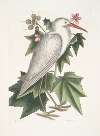 Ardea alba, The little white Heron; Ketmia &c.