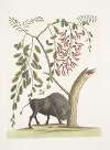 Bison Americanus; Pseudo Acacia hispida floribus roseis.