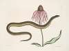 Cæcilia Maculata, The Glass-Snake; Chrysanthemum.