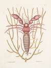 Cancellus maximus, The Sea Hermit-Crab; Lithophyton &c.