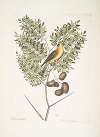 Carduelis Americanus, The American Goldfinch; Acacia abruoe foliis &c., Acacia.